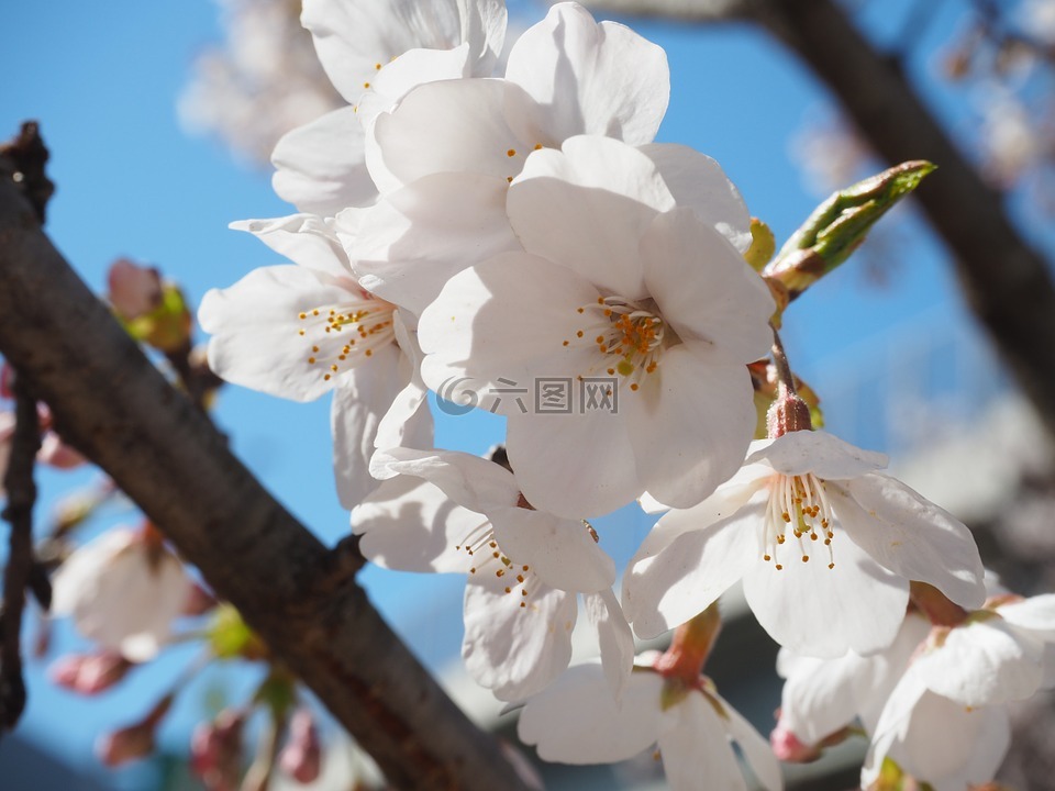 樱桃,吉野樱花树,鲜花