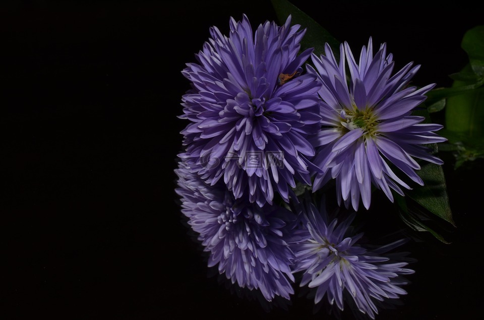 翠菊,花卉,紫色