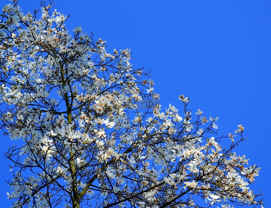 玉兰,白玉兰树,春天