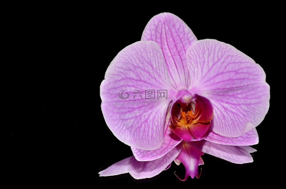 orkide,花卉,粉色