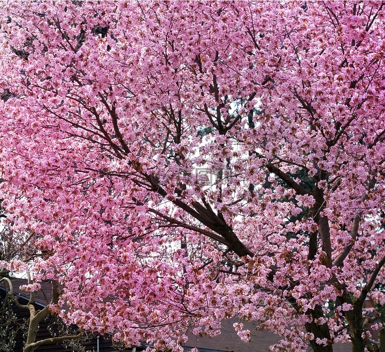 樱花,樱花树,春
