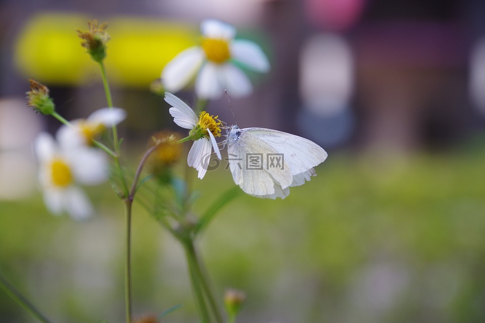 花草,蝴蝶,背景