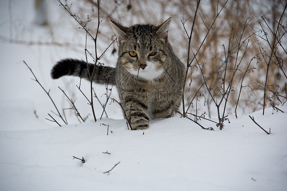 猫,动物,雪