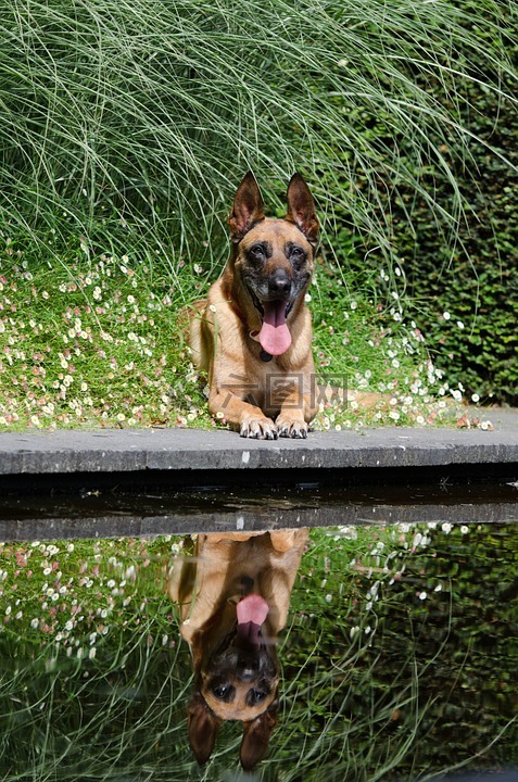 玛利诺犬,水上花园,花园