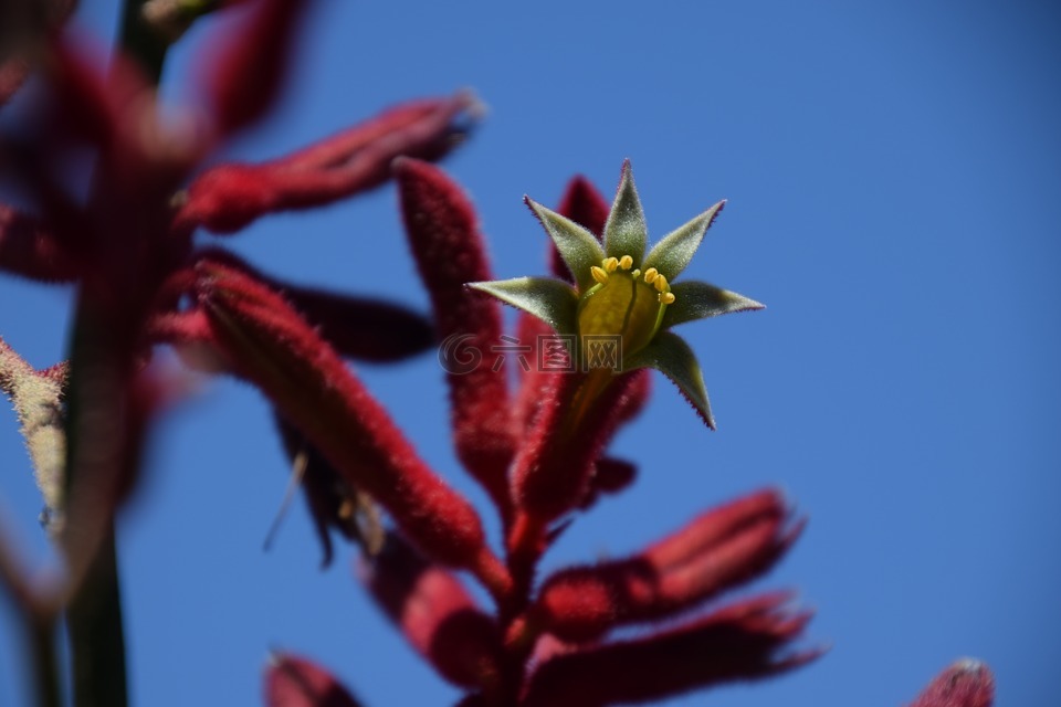 红色的袋鼠爪子,澳大利亚本地的植物,花的