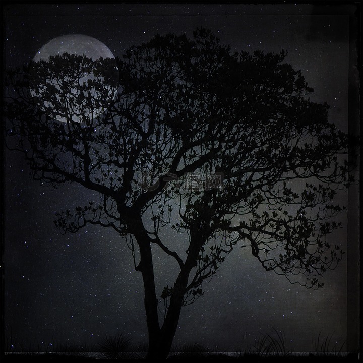 夜,景观,树