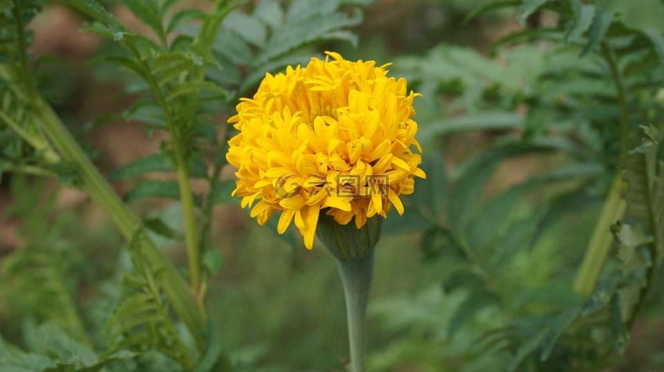 万寿菊花,花,黄色的花