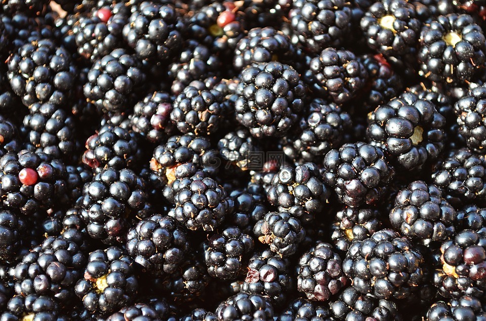 黑莓,水果,森林的果实