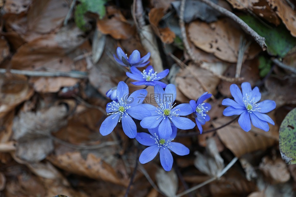 赫帕卡,森林,野花