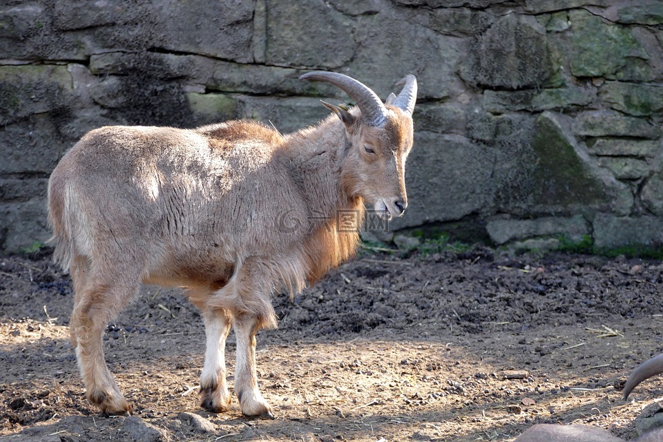 山绵羊,自然,动物