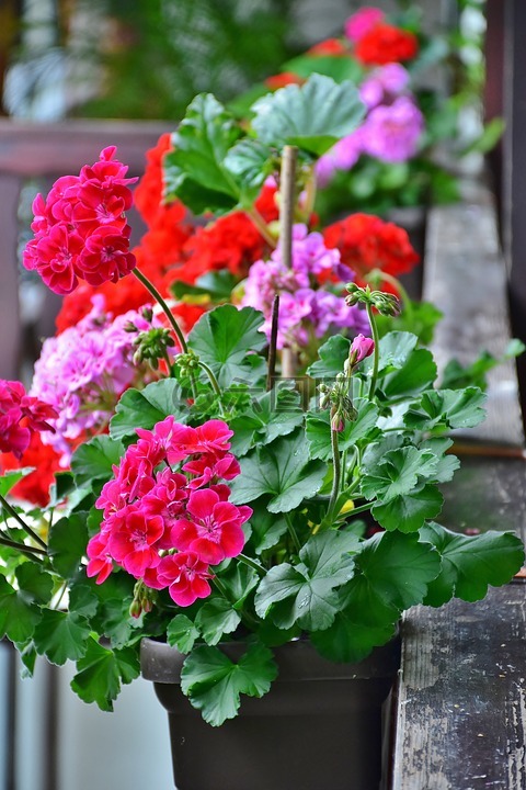 阳台,花盒,夏天的花朵