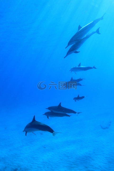 海豚,水下,水肺