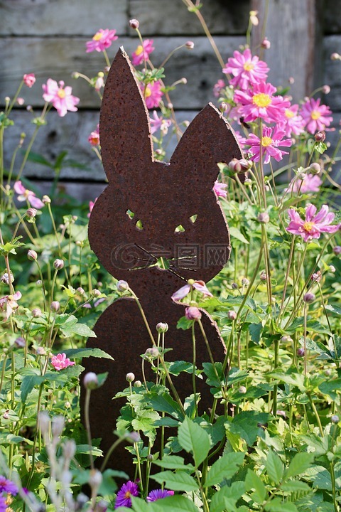 诺尔花,花园,野兔