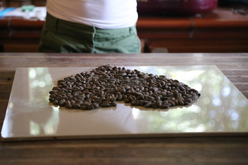 原料cocao笔尖,巧克力,农场