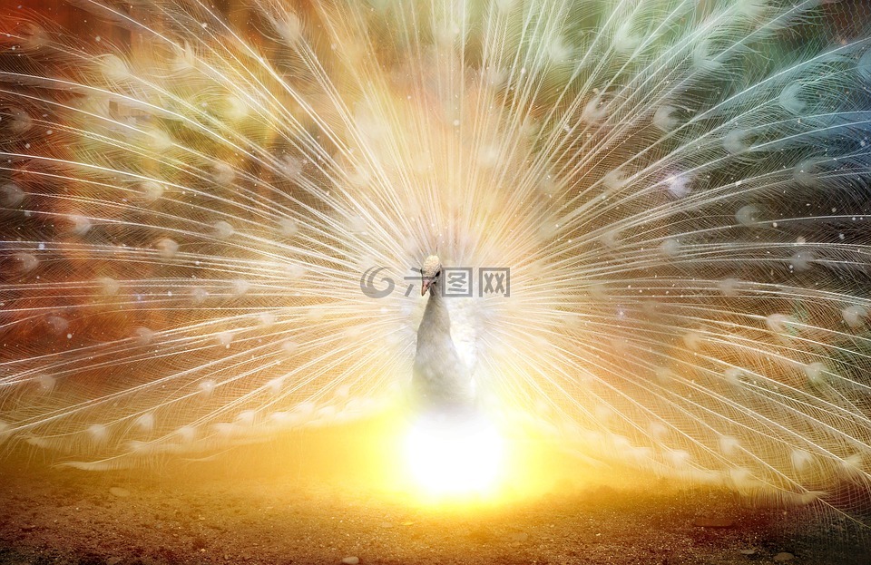 孔雀,风水的,中国