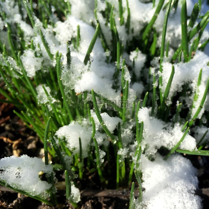 草,雪,冬天