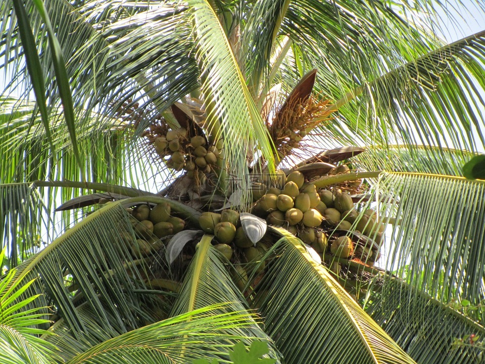 棕榈,椰子树,椰子