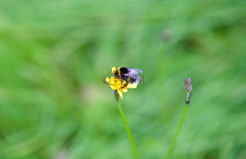 重低音,蜜蜂,花