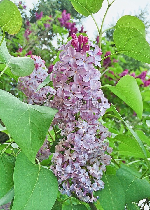 紫丁香,花,盛开