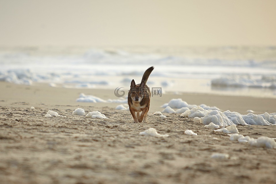 狗,海滩,叙尔特