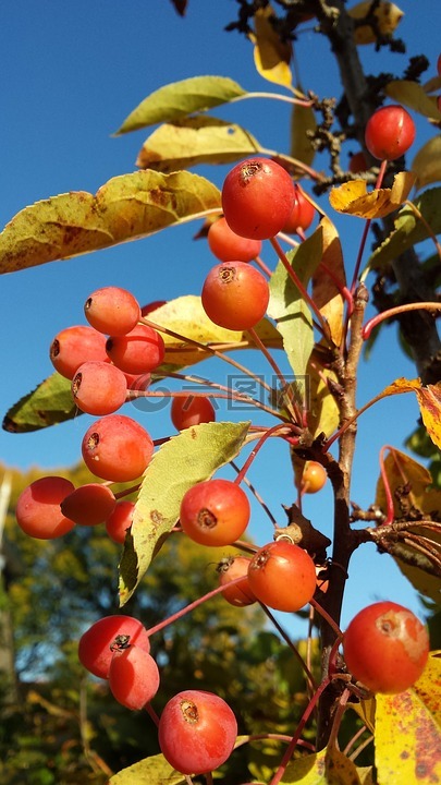 观赏的苹果,马吕斯,秋季