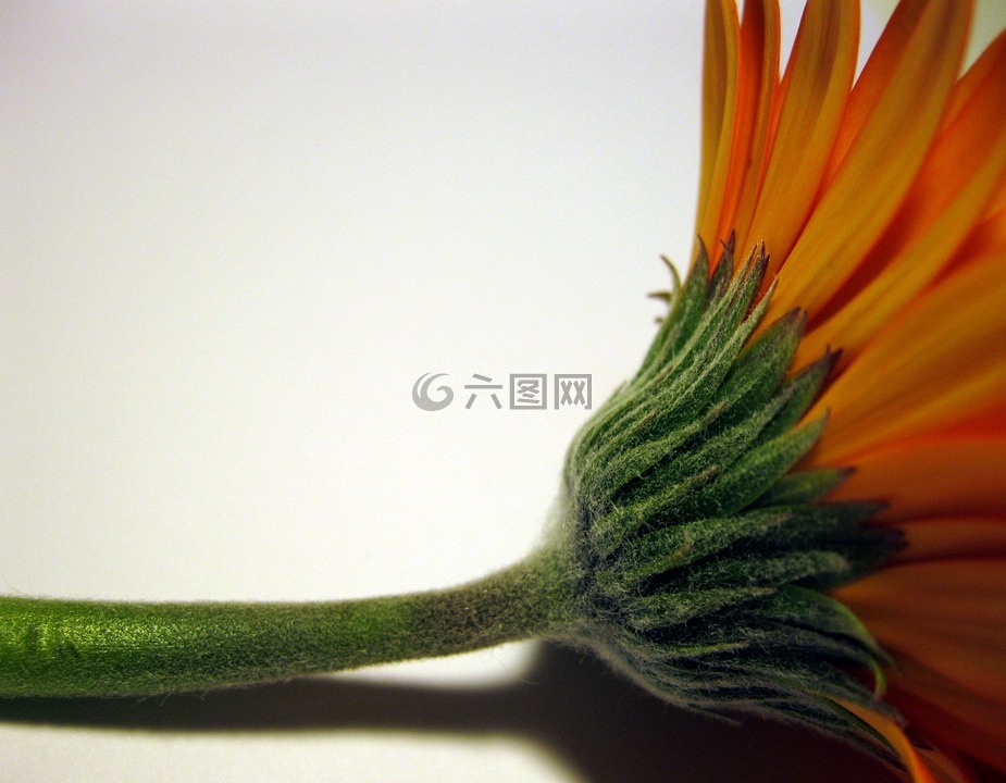 非洲菊,样式,绿色