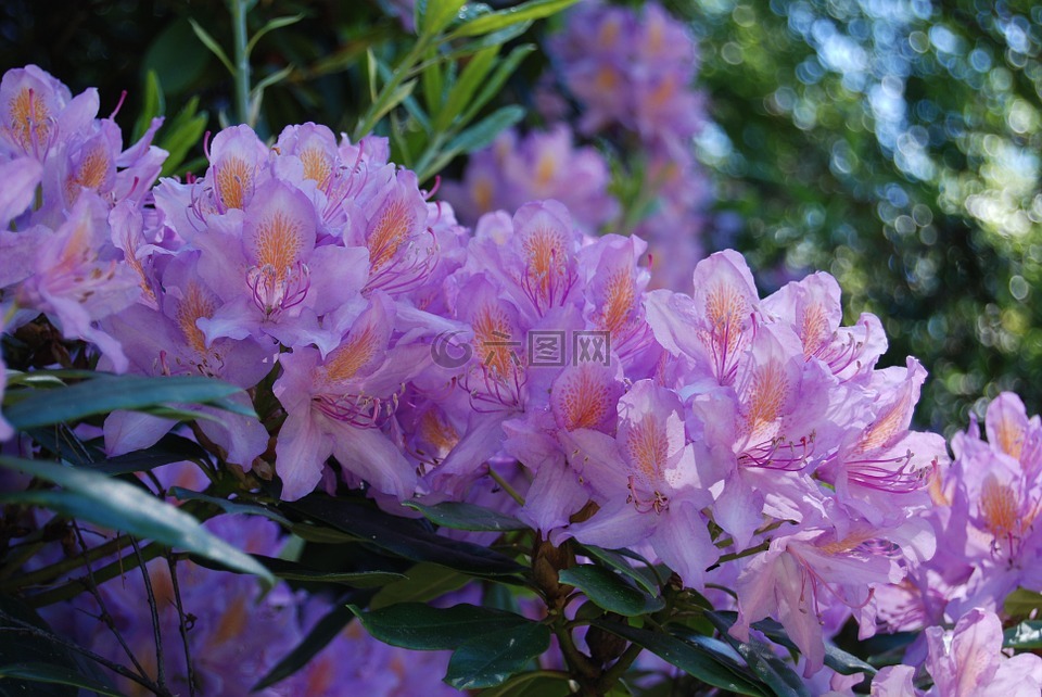 映山紅,紫色,花