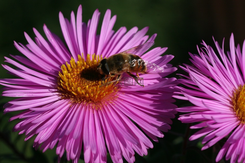 marcinki,蜜蜂,花园