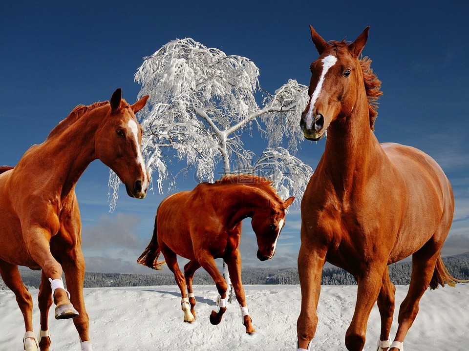 马,耦合,冬天