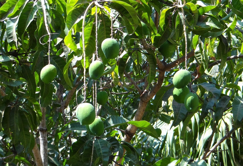 芒果,热带水果,绿色