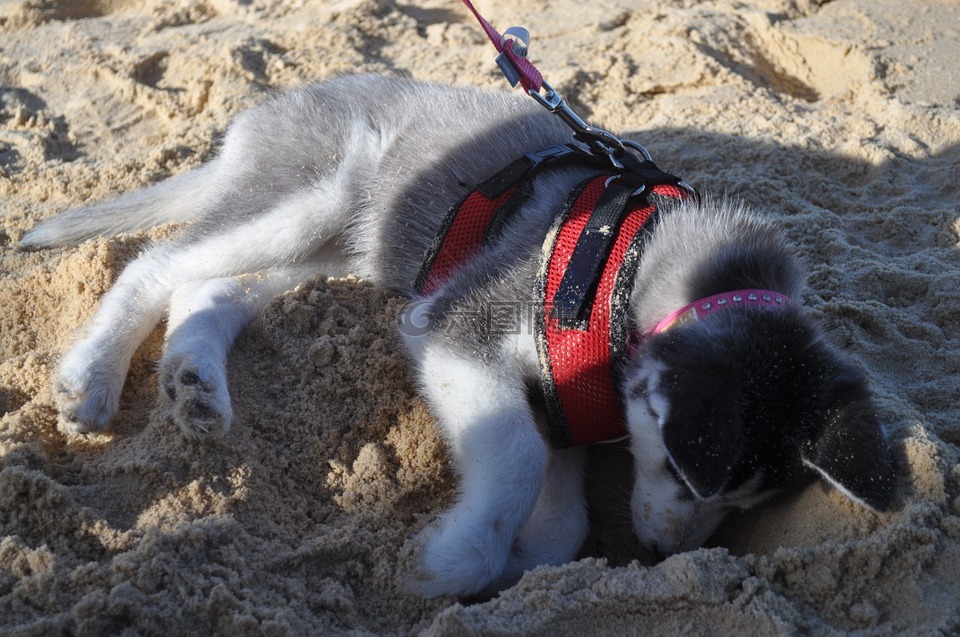 赫斯基,狗,海滩