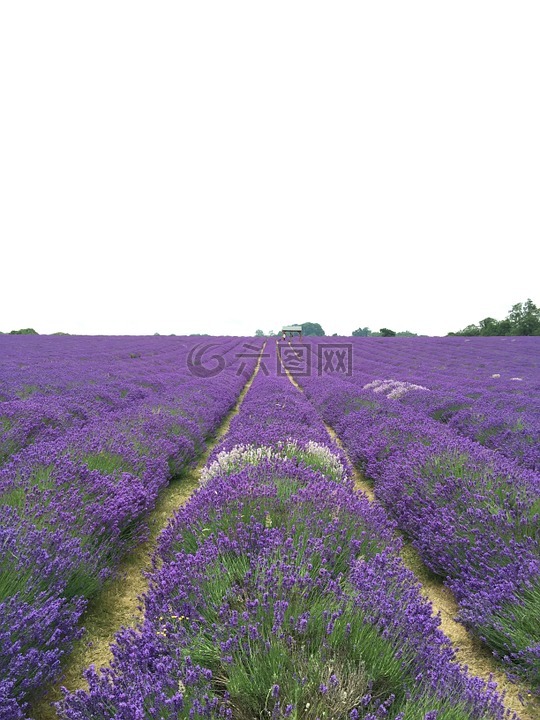 原野,薰衣草,花