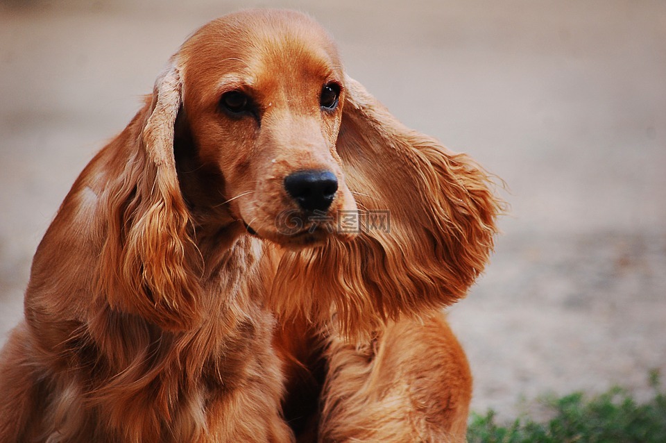 可卡犬语,小猎犬,可卡猎犬