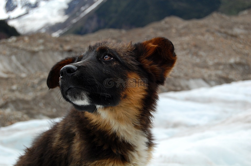 狗,冰川,雪山