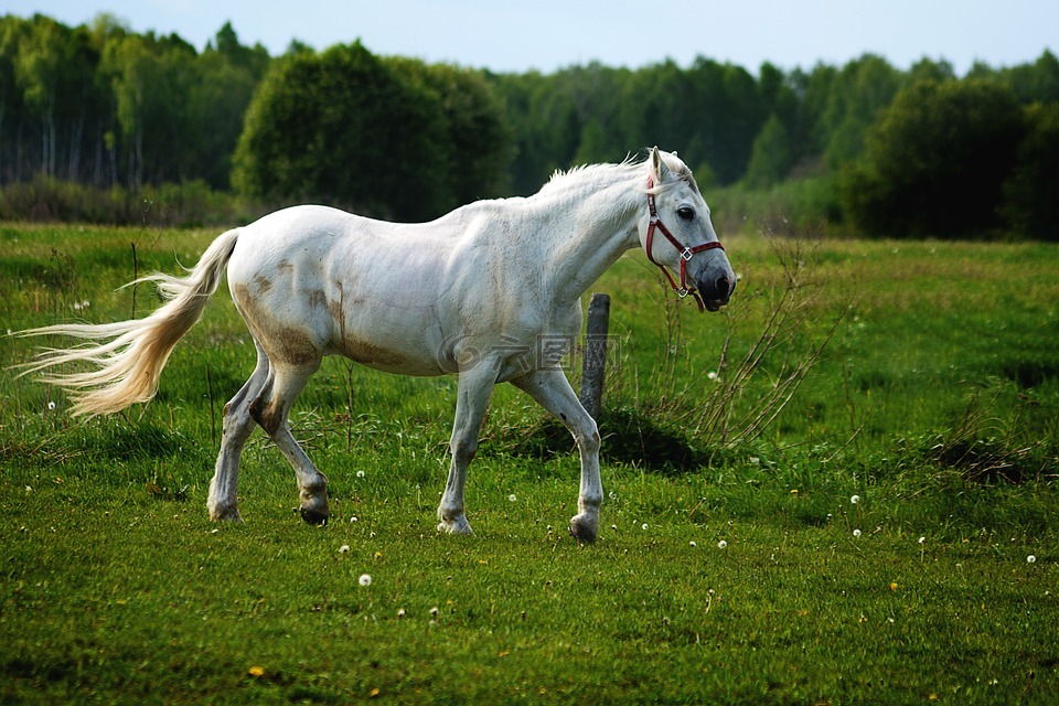 这匹马,灰色,konik
