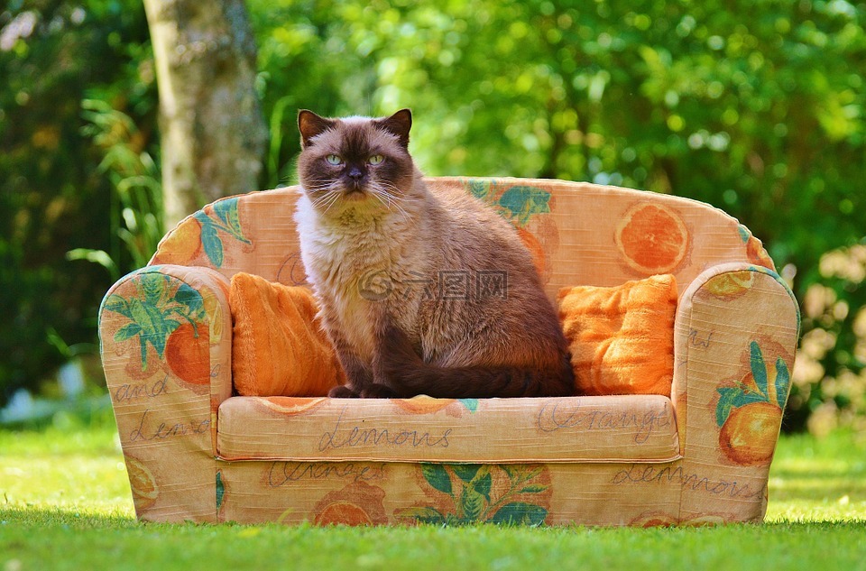 沙发,猫,英国短毛猫