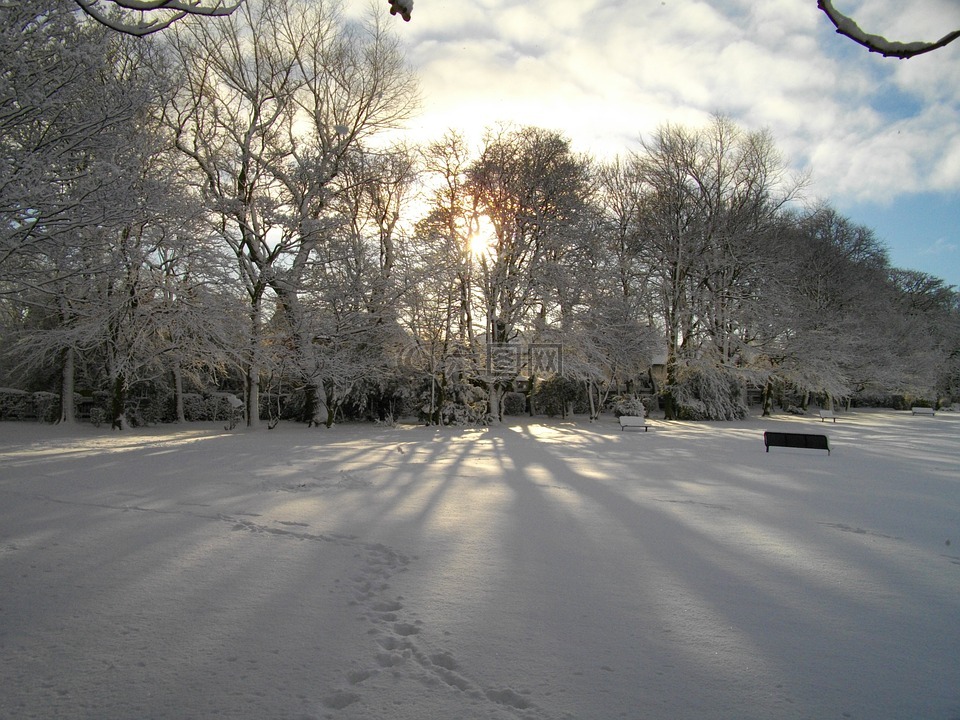 树,冰,雪