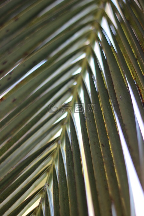 棕榈叶,自然,棕榈