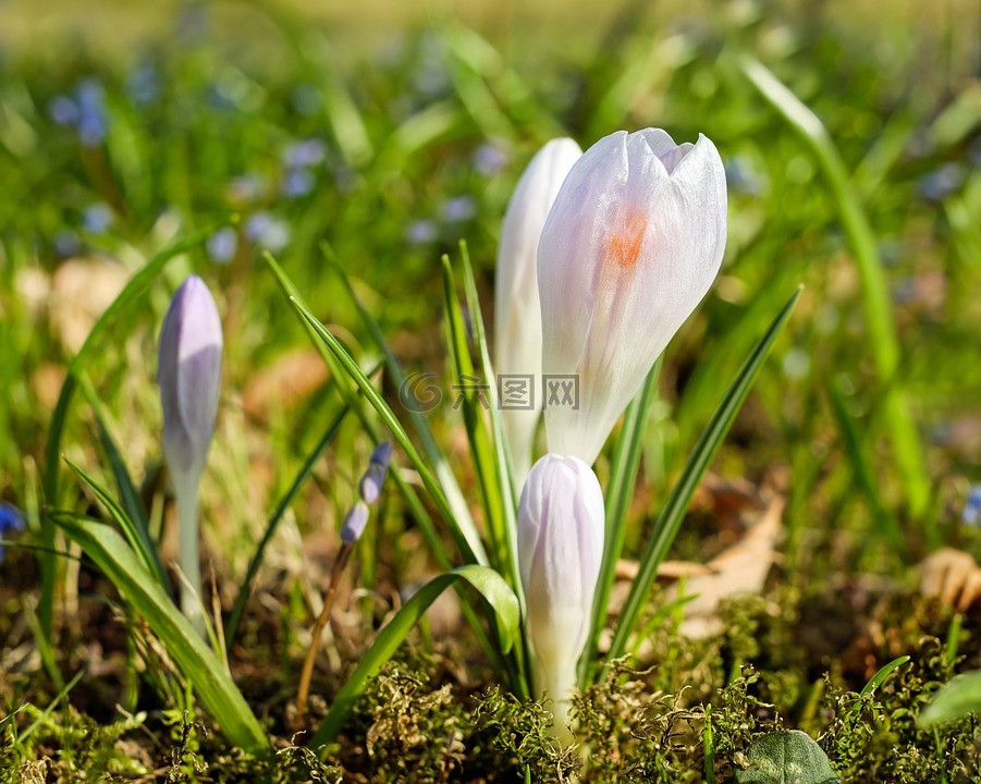 藏红花,花,鲜花