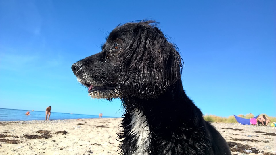 狗,在海滩上的狗,蓝蓝的天空