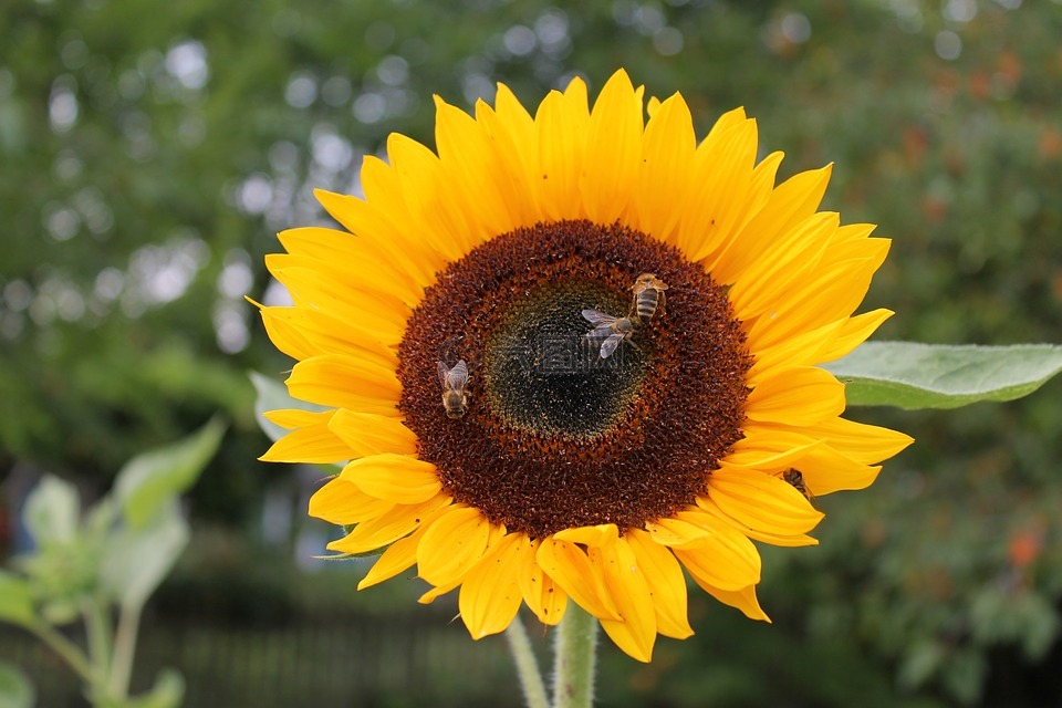 向日葵,蜜蜂,花高清图库素材免费下载(图片编号:7495374)
