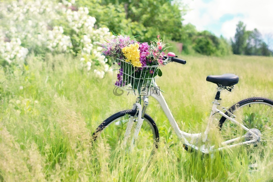 自行车,草甸,鲜花