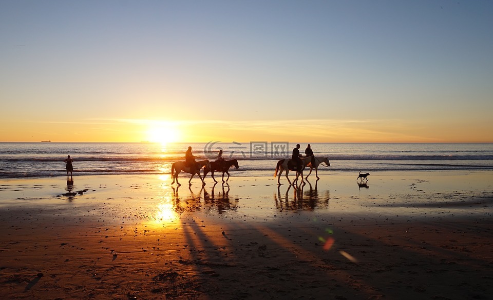 海滩,在沙滩上的马,日落