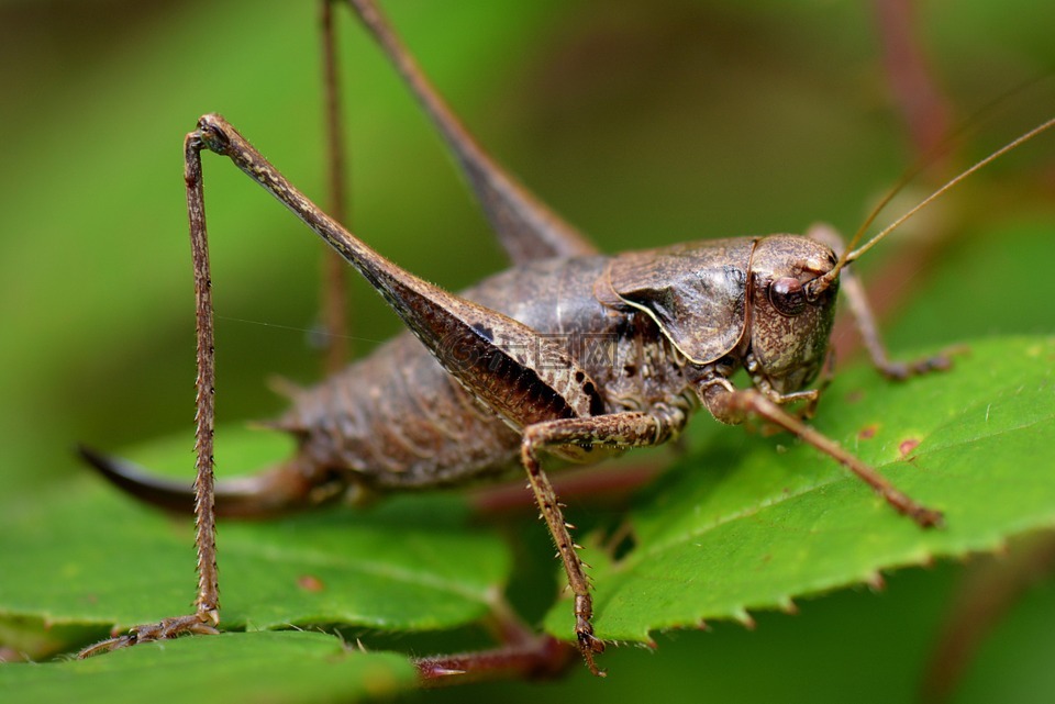 蚂蚱,性质,bug