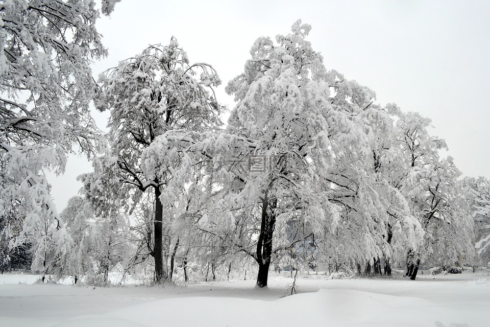 冬天,树,白