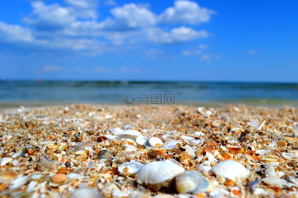 海,贝壳,海边