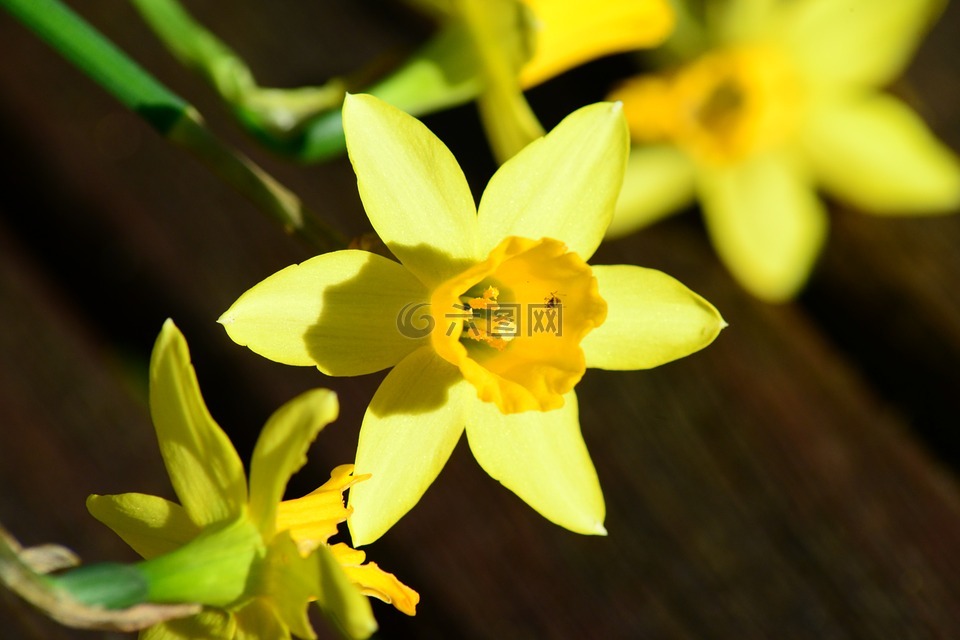 喇叭花,矮人喇叭花,水仙 pseudonarcissus
