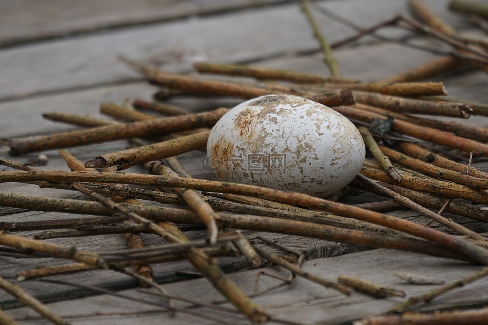 鸡蛋,网格布,鸟巢