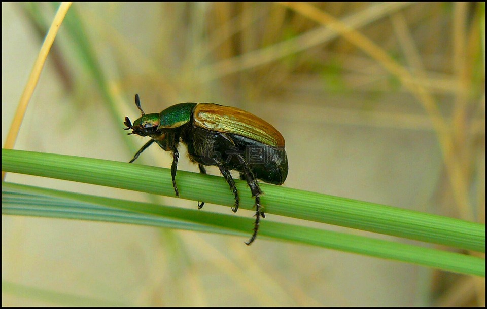 甲虫昆虫爬