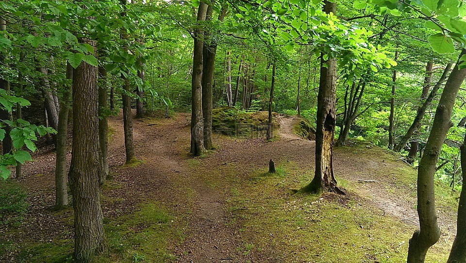 森林,離,樹